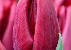 Tulipa Podcast ® (3)